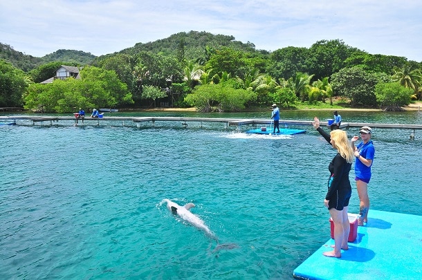 Dolphin trainer for a day Roatan Honduras