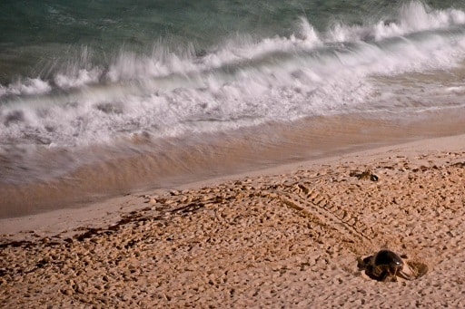 Nesting Sea Turtles Cancun Riviera Maya Mexico