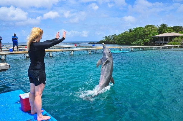 Working with dolphin Tony during my trainer-for-a-day program