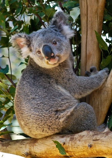 Lone Pine Koala Sanctuary Brisbane Australia