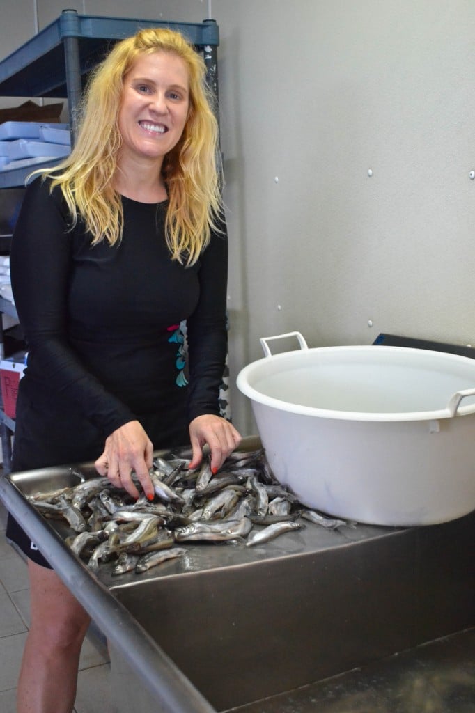 Dolphin Trainer for a day Anthony's Key Resort Roatan
