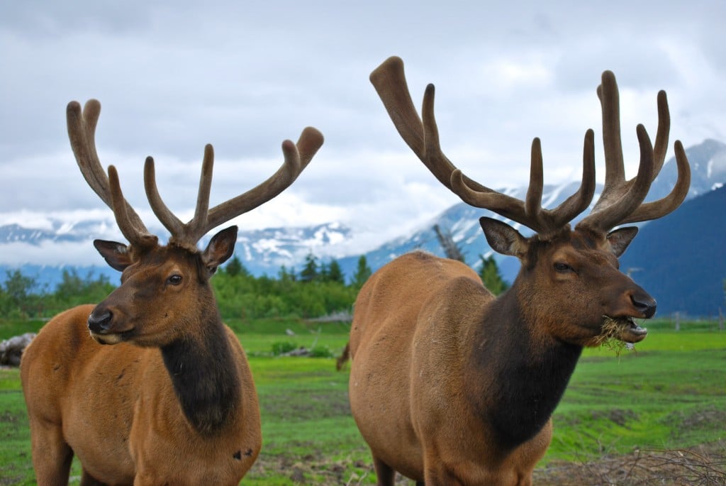 Elk Alaska Wildlife Conservation Center