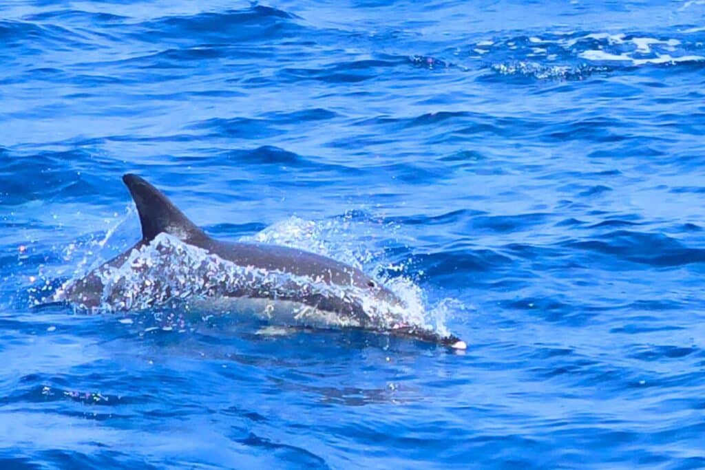 A dolphin swimming along with our boat