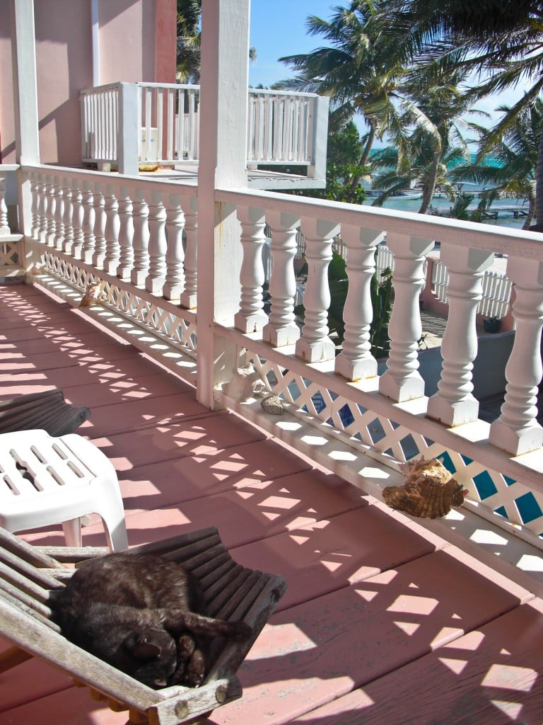 Junkfood the cat The Tides Ambergris Caye