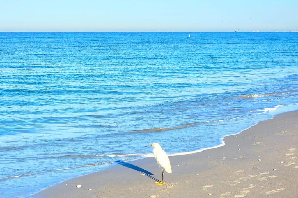 A snowy egret on the beach in Casey Key