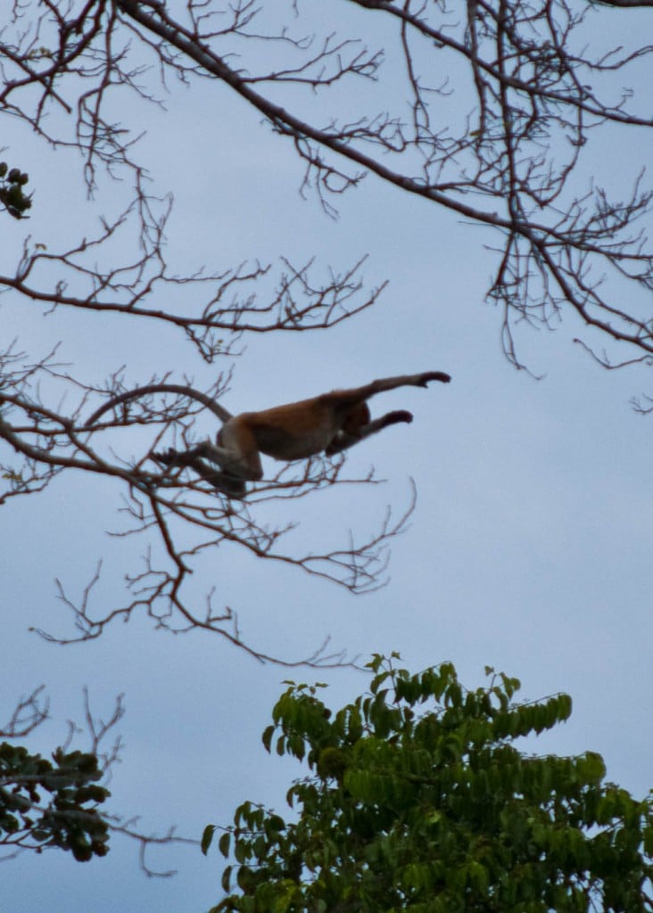 Monkey Business in Sabah Borneo