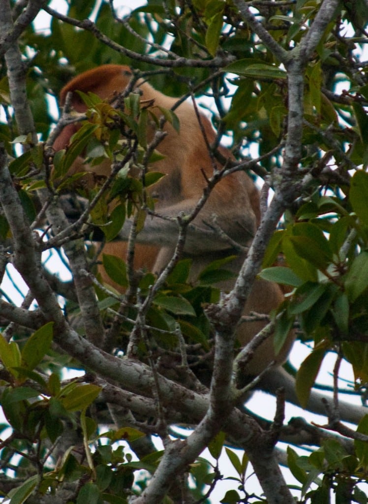 Proboscis monkey Sabah Borneo