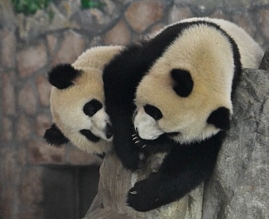 Panda-monium in Chengdu, China!
