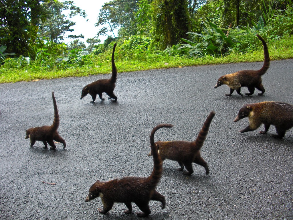 Ring-tailed coatis Costa Rica