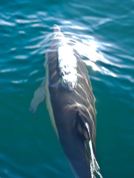 Whale and Dolphin Safari Auckland New Zealand