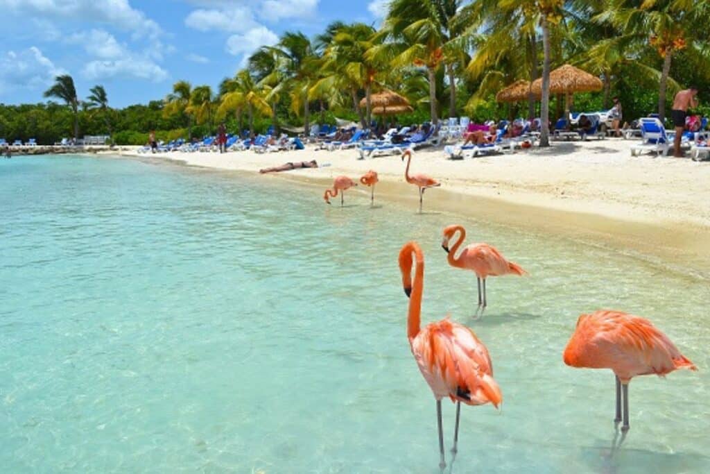 Flamingo Beach Aruba