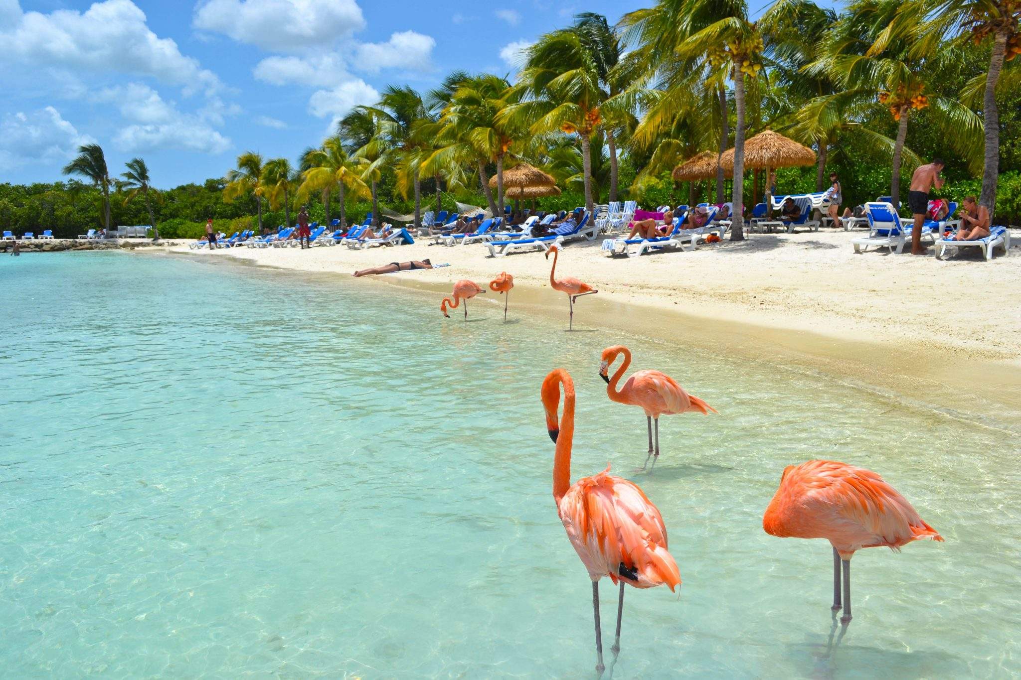 Flamingo Beach Aruba