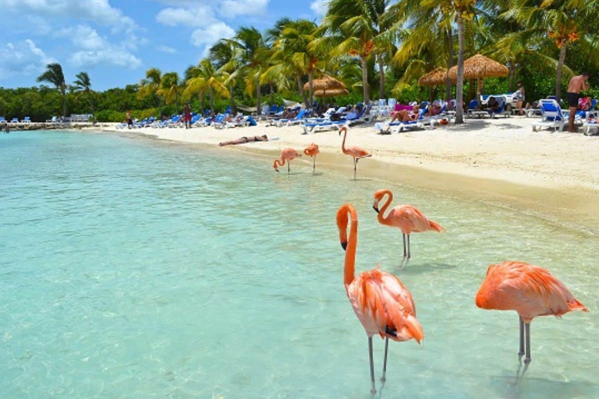 Flamingo Beach Aruba