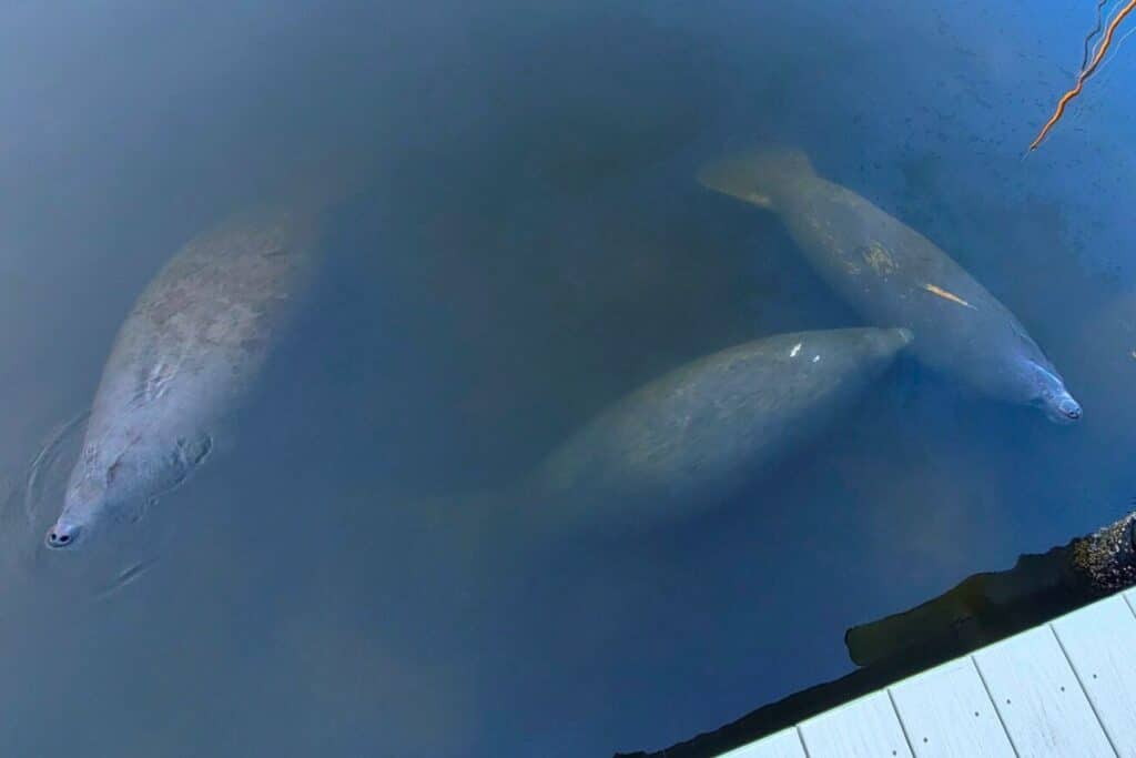 Manatees in Florida
