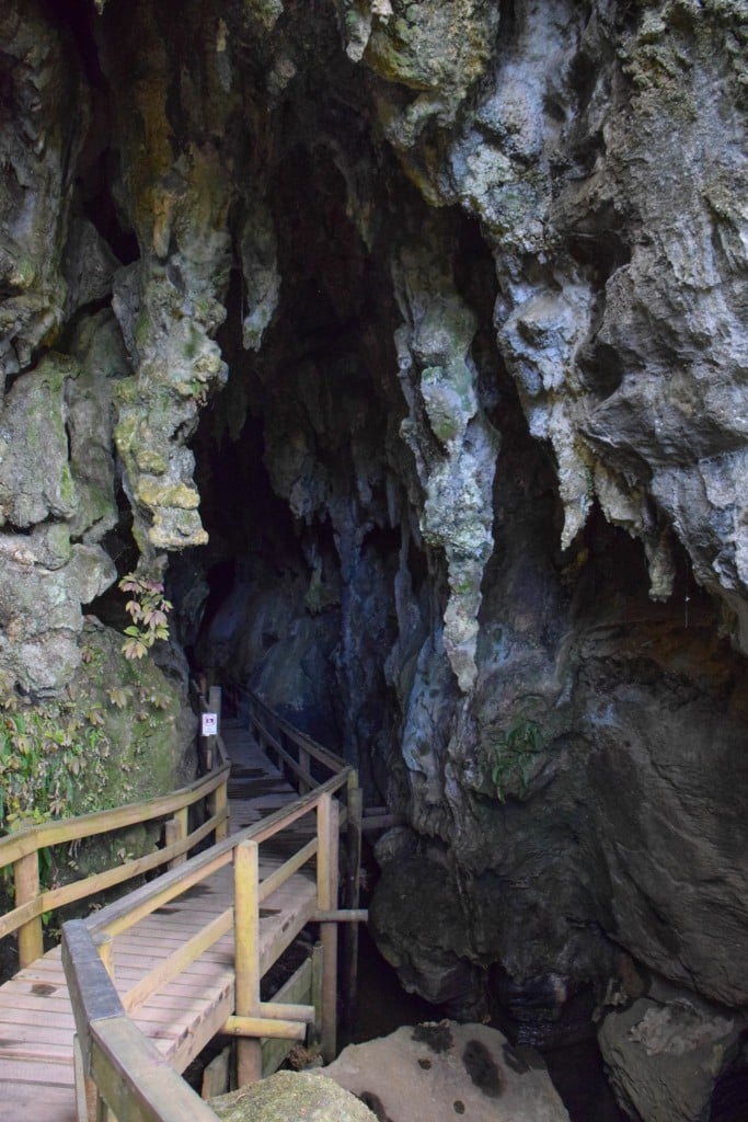 Kawiti Glow Worm Cave New Zealand