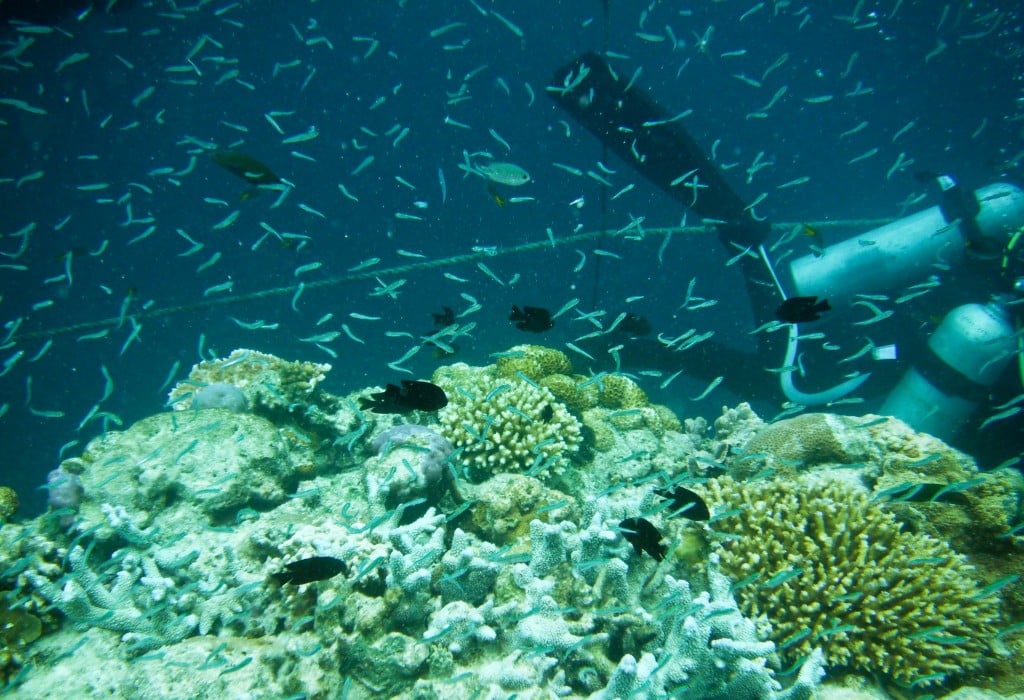 Diving the Great Barrier Reef
