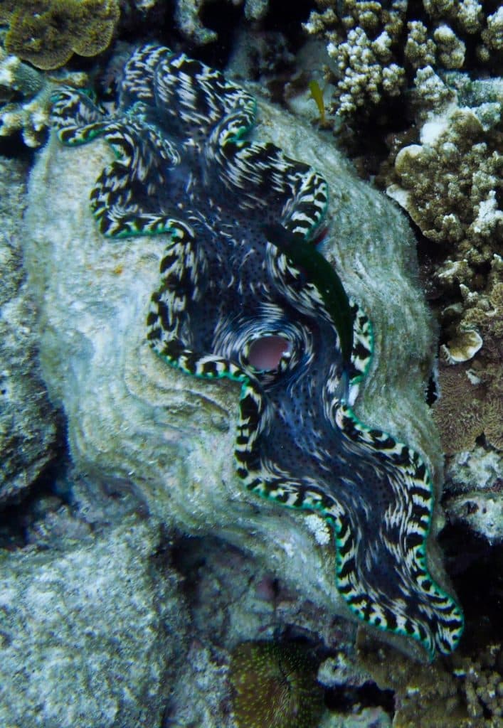 great barrier reef snorkeling