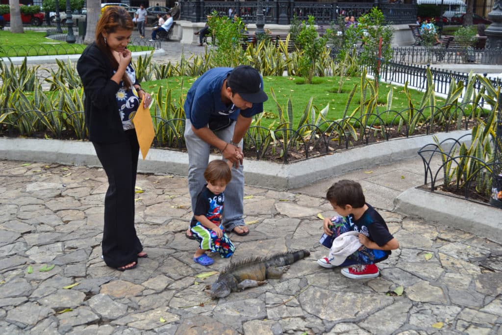 Seminario Park Guayaquil Ecuador