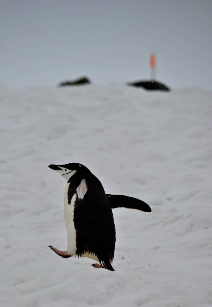 Chinstrap penguin Half Moon Island Antarctica