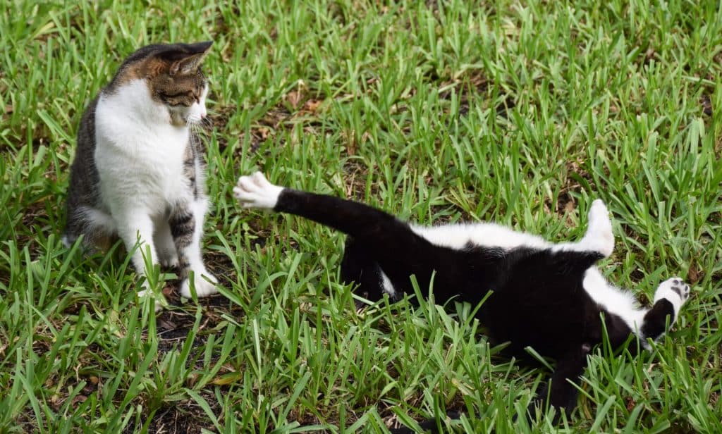 Hemingway House six toed cats Key West
