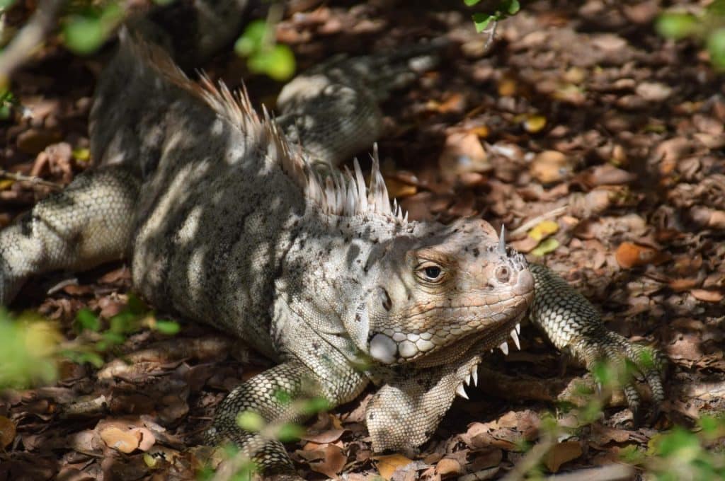 Iguana Tobago Cays Sailing Grenadines