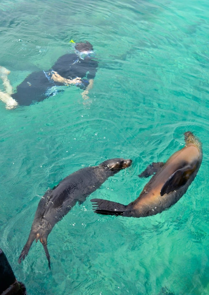 Sea lions Isabela Galapagos
