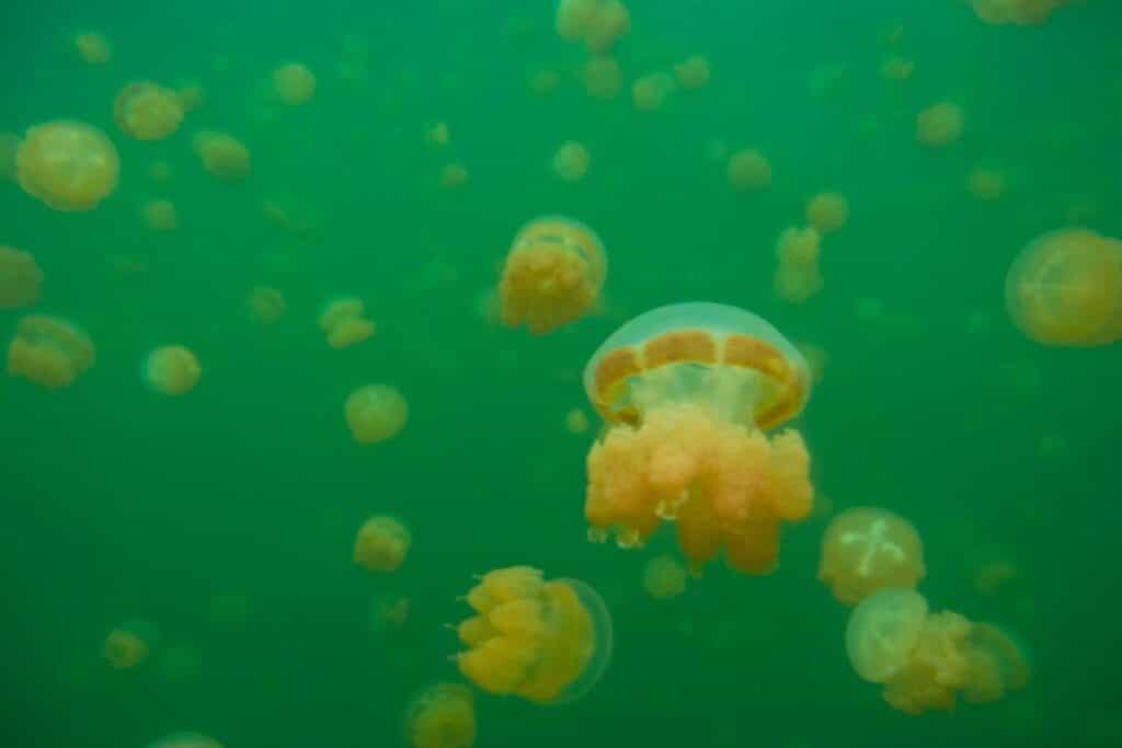 Jellyfish underwater in Jellyfish Lake Palau