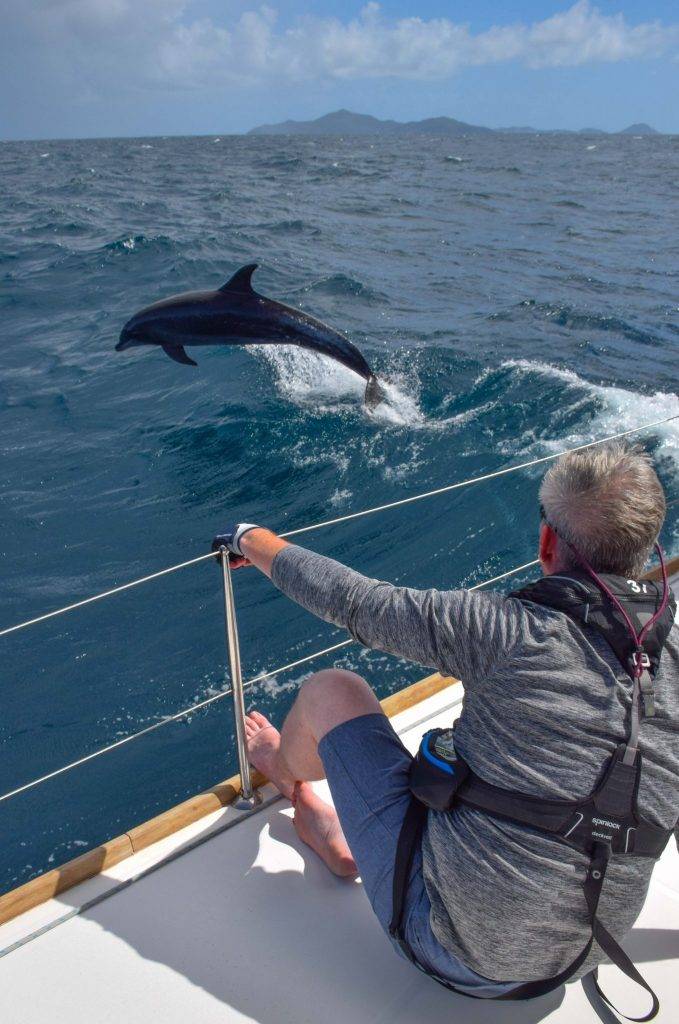 Learning How to Sail Caribbean Dolphins