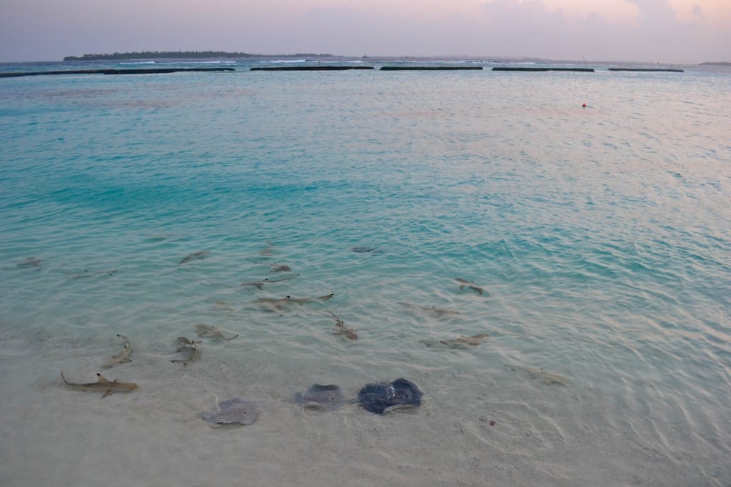 Sheraton Full Moon Maldives Resort