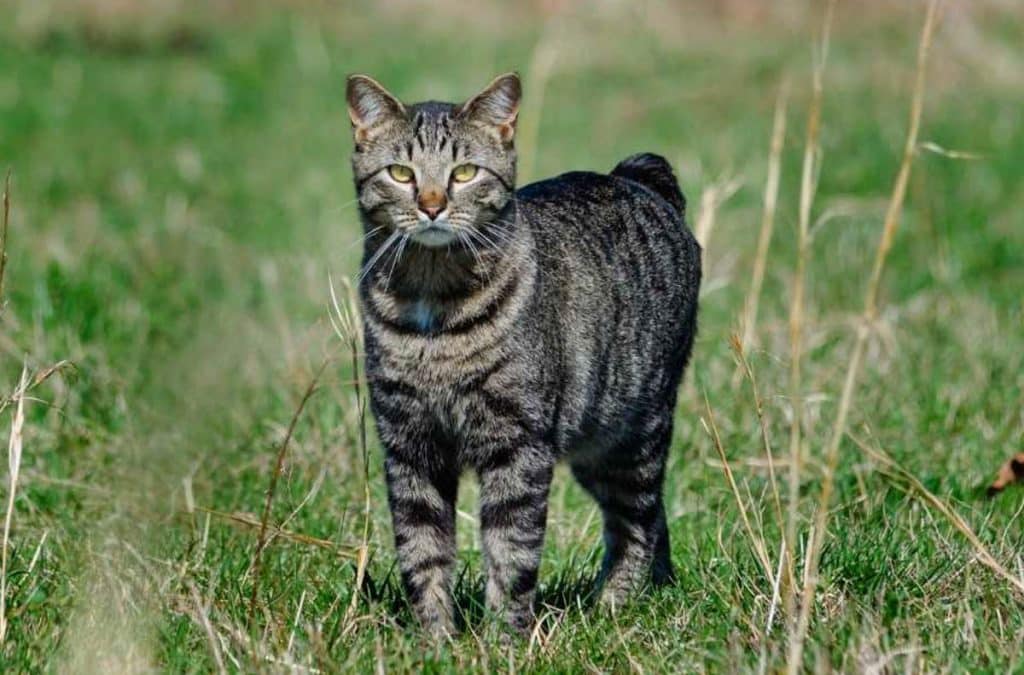 Manx Cat Isle of Man
