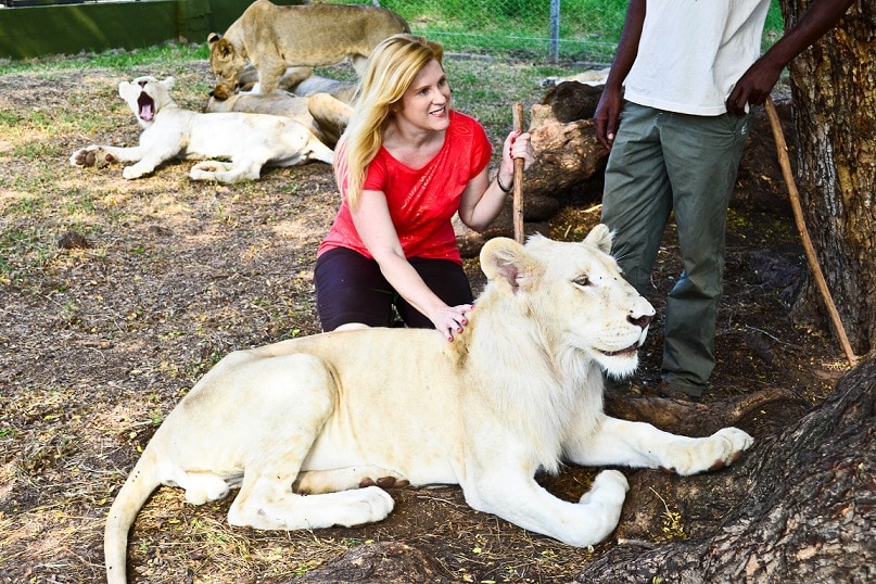 Lion Encounter Casela Nature Park Mauritius