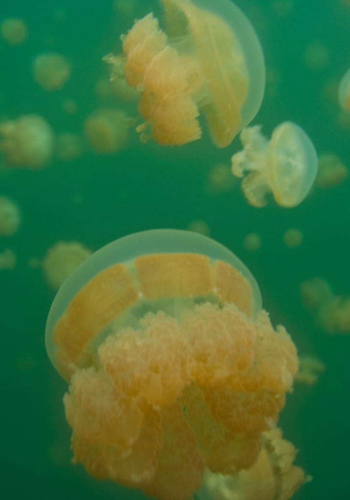 Jellyfish Lake Palau