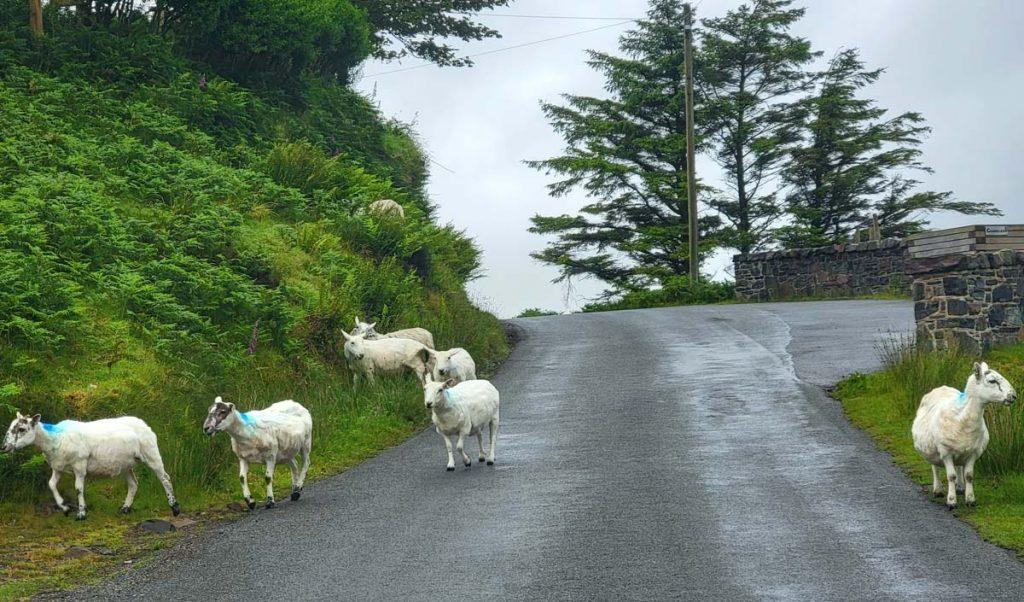 Sheep on the road in Scotland