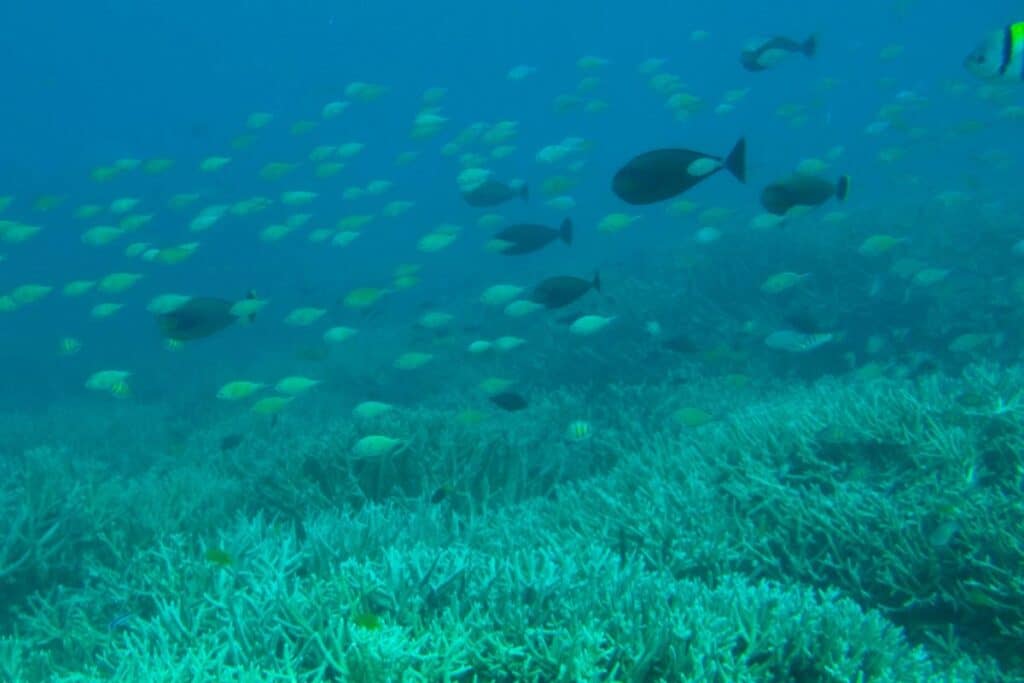 Tropical fish and coral underwater in Palau