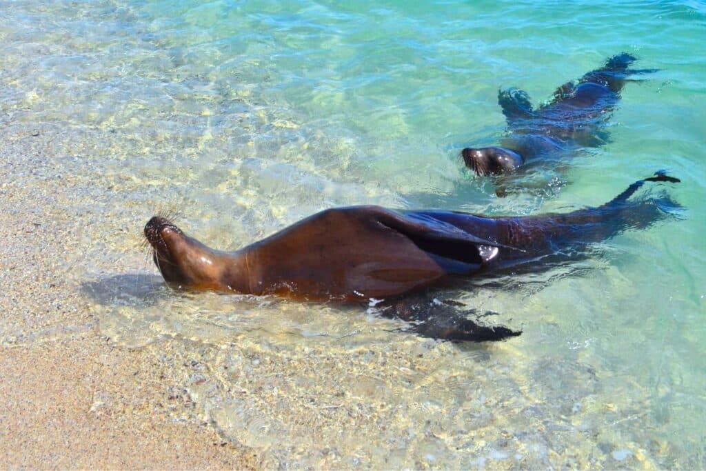 Sea lions on the beach Galapagos Islands