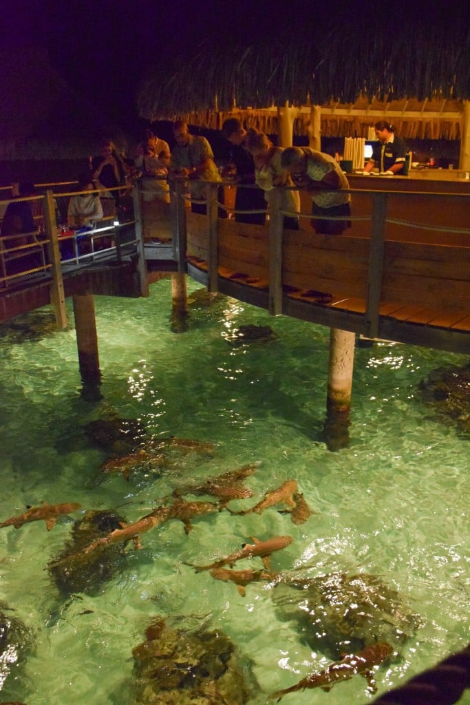 Hilton Moorea Lagoon Sharks