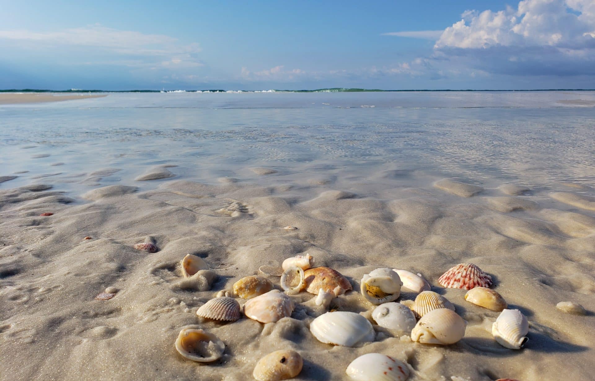 Shells Pensacola Beach Florida