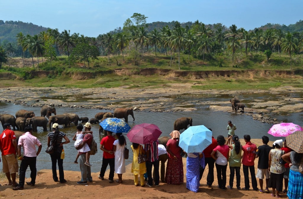 Pinnawala Elephant Orphanage Sri Lanka