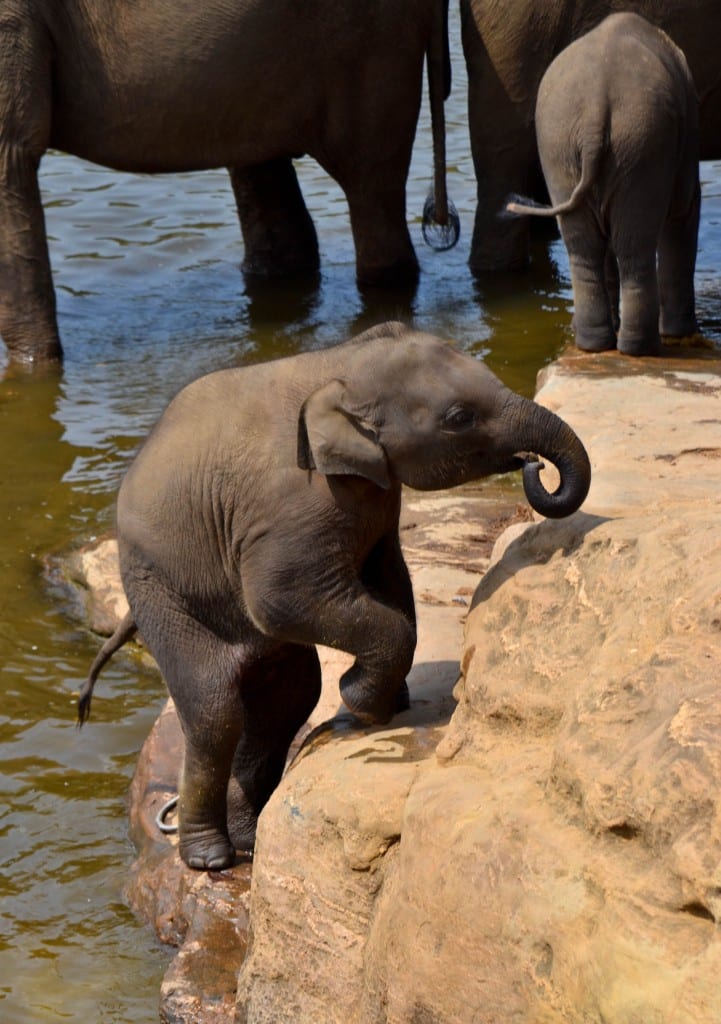 Pinnawala Elephant Orphanage Sri Lanka