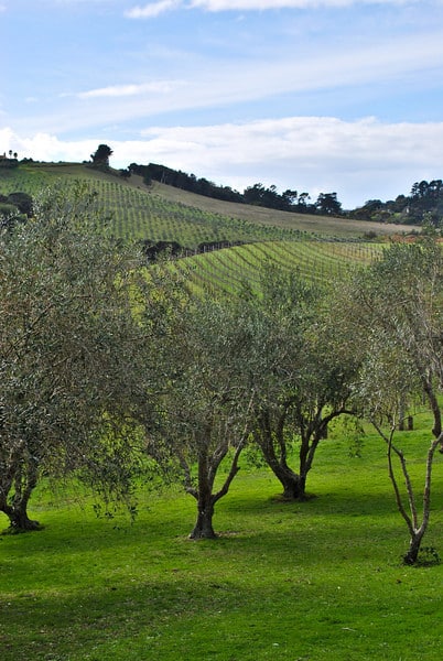 Stonyridge Vineyards Waiheke Island New Zealand