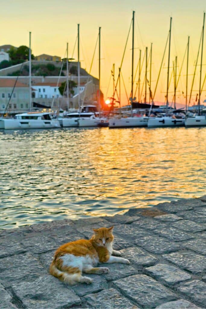 Sunset Cat Hyrda Island Greece