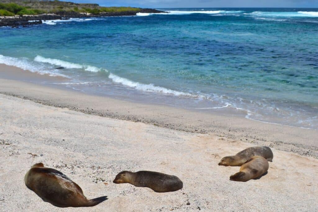 The Galapagos Islands Ecuador