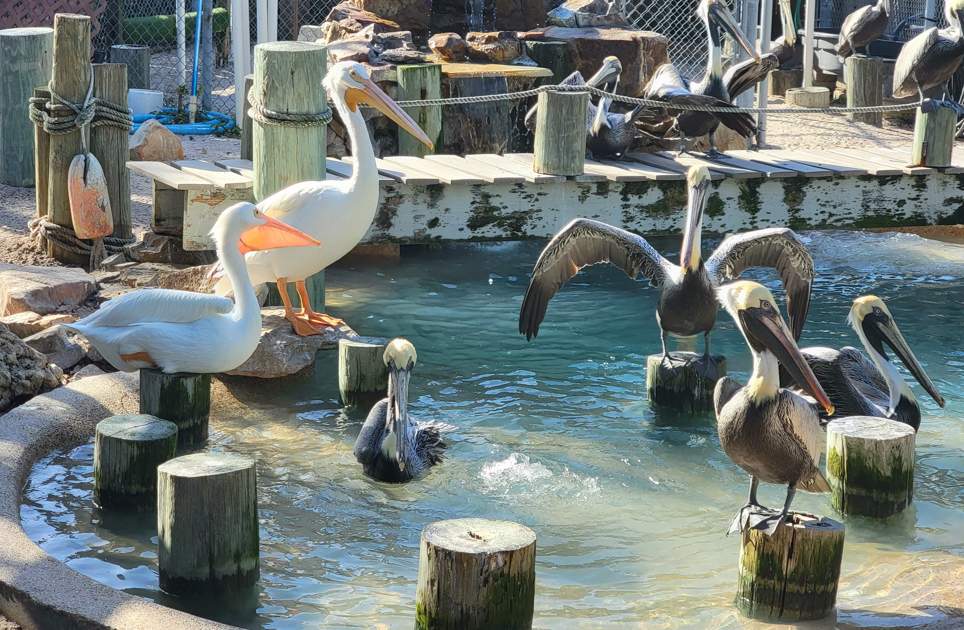 White Pelicans Peace River Wildlife Center