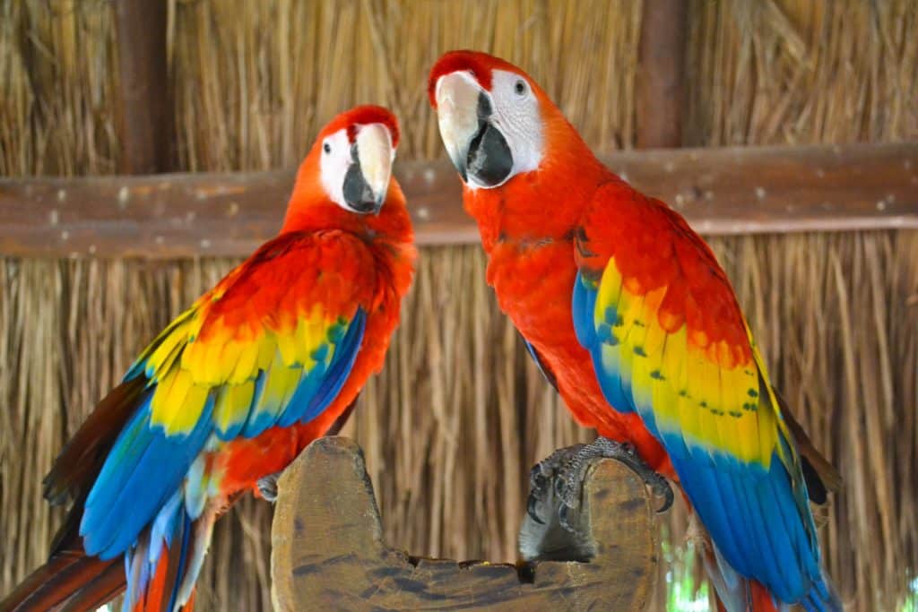 Xcaret Park red macaws Mexico