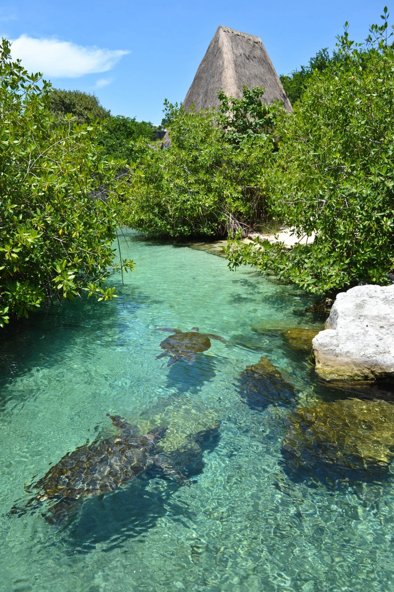 Xcaret park turtles Riviera Maya things to do