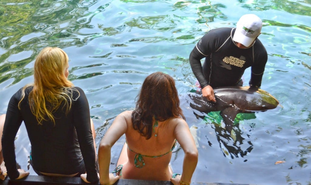 Shark Experience Xcaret Park Mexico