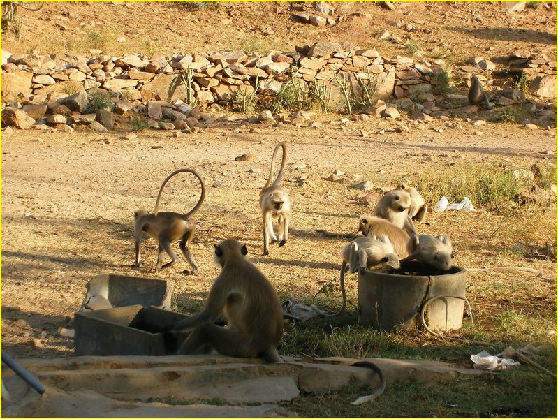 3013-Pushkar-Dscf0349.jpg