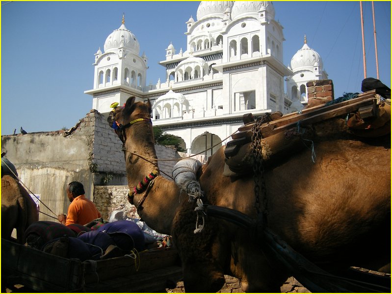 3021-Pushkar-Dscf0387.jpg