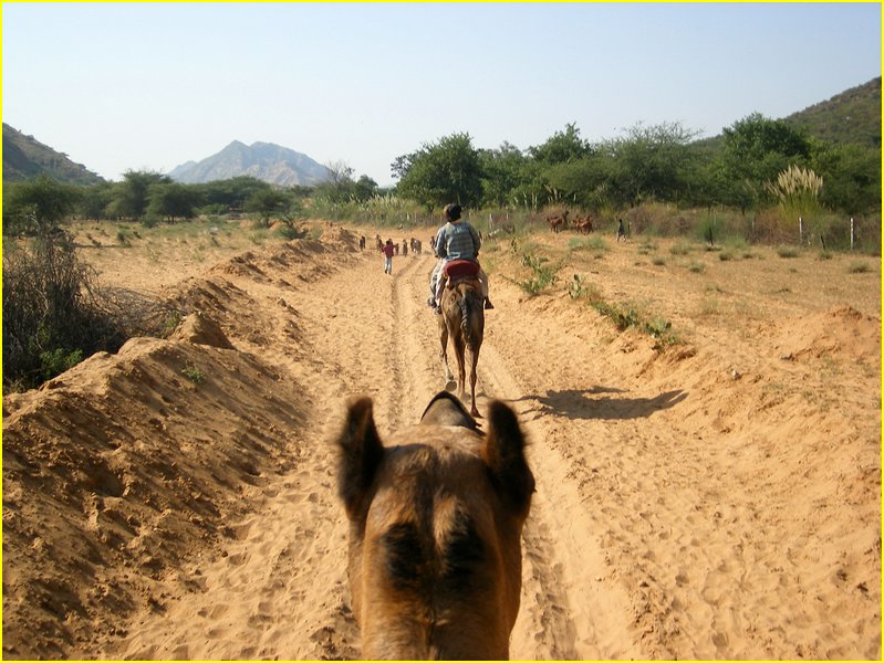 3024-Pushkar-Dscf0403.jpg