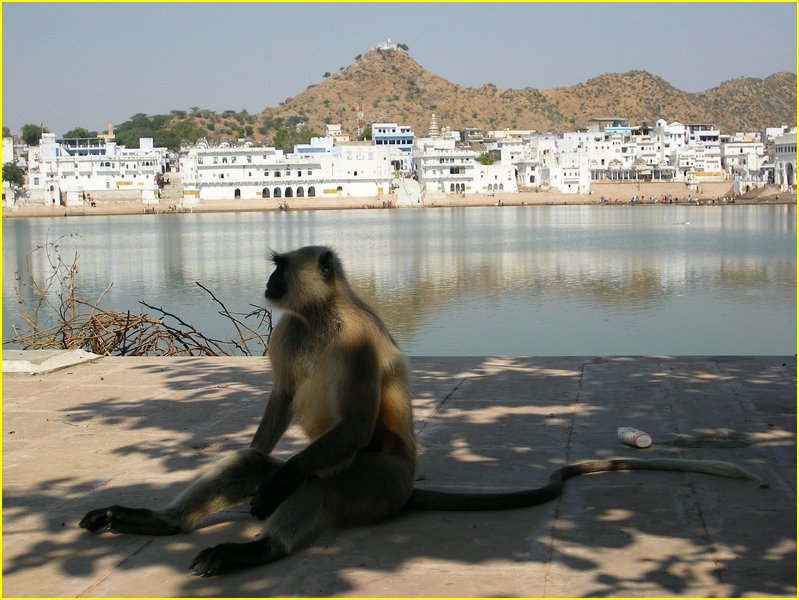 3033-Pushkar-Dscf0455.jpg